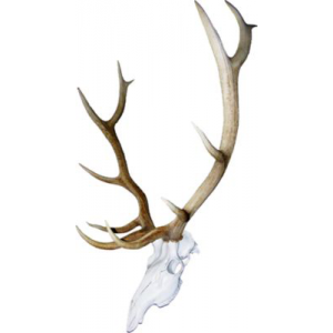 Mountain Mike's Skull Master Elk Antler Mounting Kit