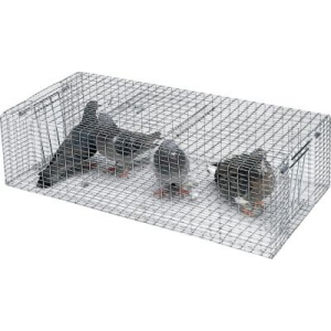 Pigeon Trap