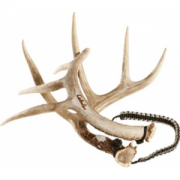Cabela's Real Rack Rattling Antlers - Natural