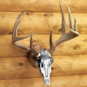 Do-All Iron Buck Antler Mount - Oak