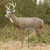 Primos Scar Deer Decoy