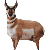 Montana Antelope Buck/Feeding Doe Combo Decoys