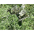 GhostBlind Four-Panel Predator Blind with Height Extensions - Camo