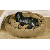 Cabela's Microfiber Bagel Dog Bed - Sage (SMALL)