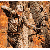 HUNTER SAFETY SYSTEM Ultra-Lite Flex Harness - Camo