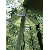 Boss Buck Varmint Funnels Three-Pack