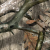 Under Armour Men's Softershell Jacket - Mossy Oak Treestand 'Camouflage' (Large)